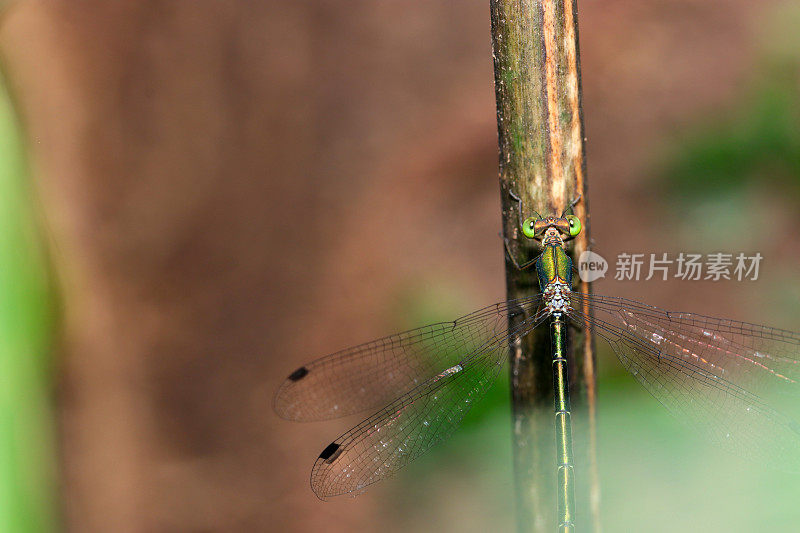 一张抒情的照片，一只绿色金属色的巨型蓝蜻蜓(Lestes temporalis)在灌木丛的阴影下(使用微距镜头，自然光照片)